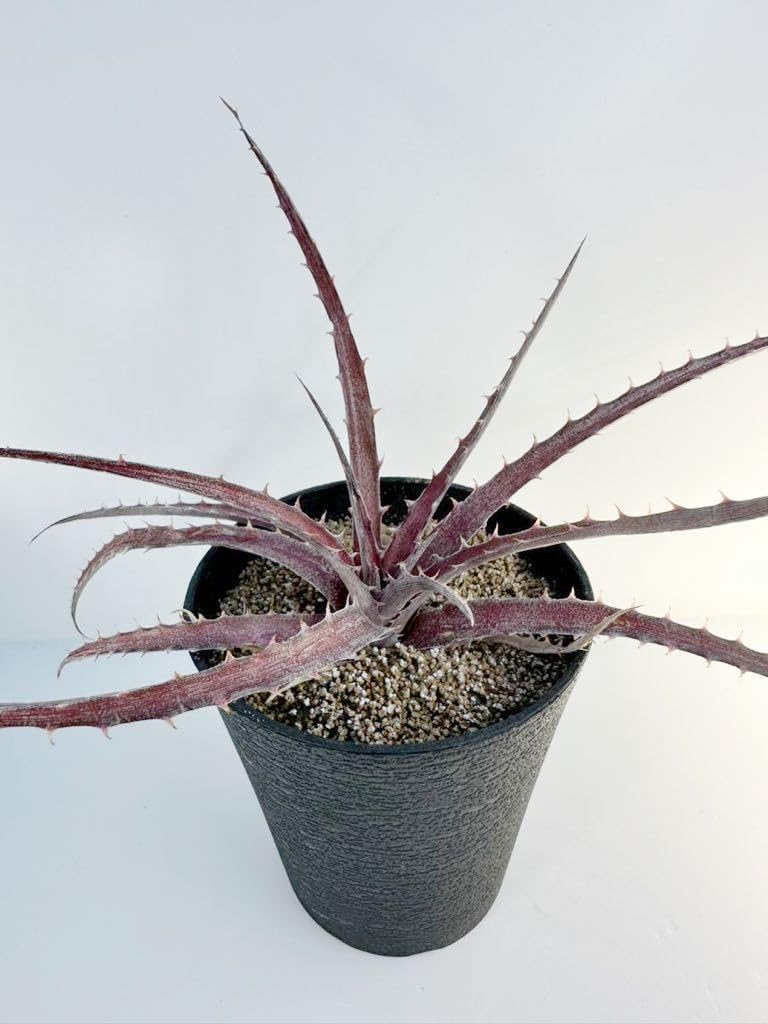 Amazon.co.jp: Dyckia 'Larry The Chopper' ディッキア ラリーザ